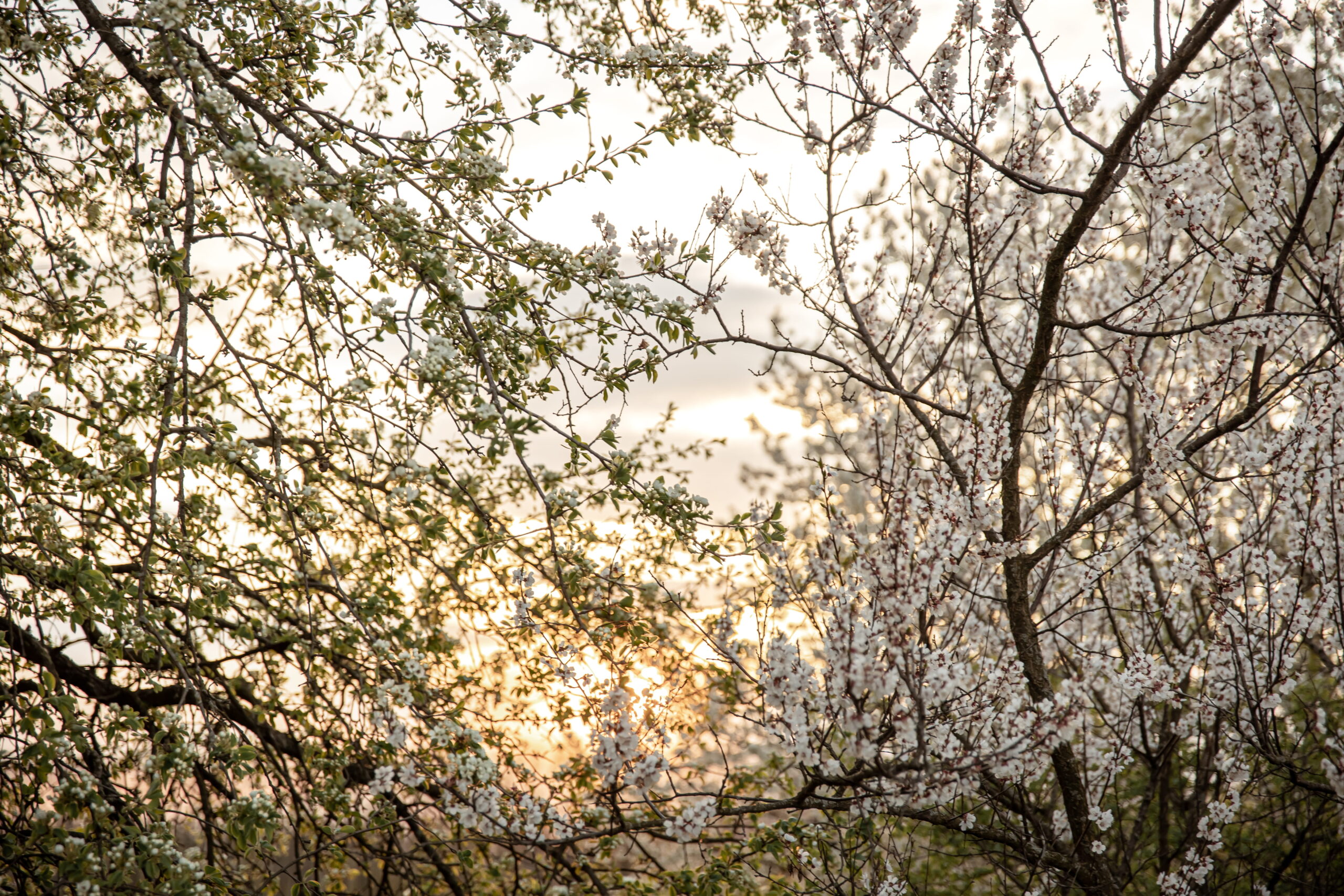 branches-flowering-trees-evening-sunset